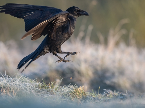 Kruk (ang. Common Raven, łac. Corvus corax) - 1519- Fotografia Przyrodnicza - WlodekSmardz.pl