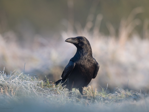 Kruk (ang. Common Raven, łac. Corvus corax) - 1531- Fotografia Przyrodnicza - WlodekSmardz.pl