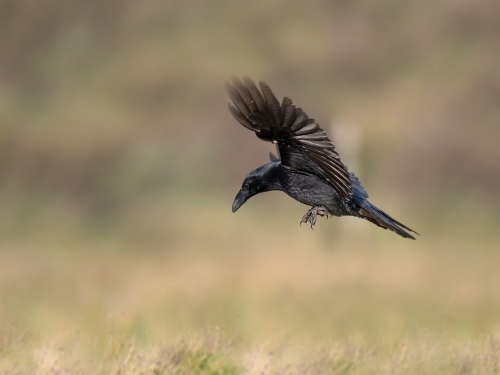 Kruk (ang. Common Raven, łac. Corvus corax) - 4652- Fotografia Przyrodnicza - WlodekSmardz.pl