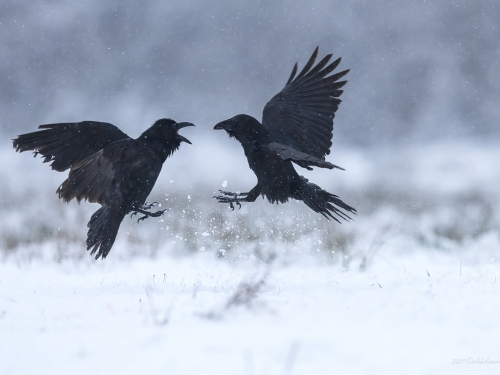 Kruk (ang. Common Raven, łac. Corvus corax) - 7169- Fotografia Przyrodnicza - WlodekSmardz.pl