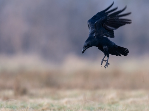 Kruk (ang. Common Raven, łac. Corvus corax) - 9533- Fotografia Przyrodnicza - WlodekSmardz.pl