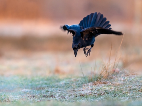 Kruk (ang. Common Raven, łac. Corvus corax) - 0518- Fotografia Przyrodnicza - WlodekSmardz.pl
