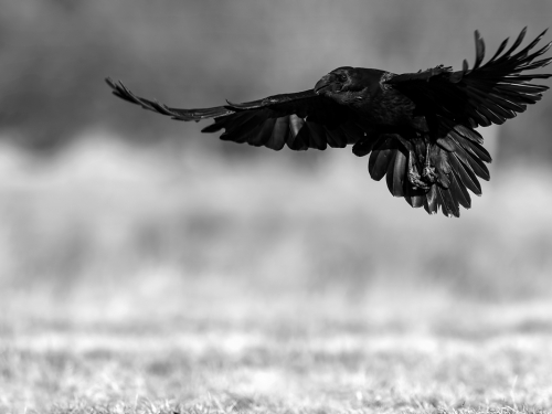Kruk (ang. Common Raven, łac. Corvus corax) - 2882- Fotografia Przyrodnicza - WlodekSmardz.pl