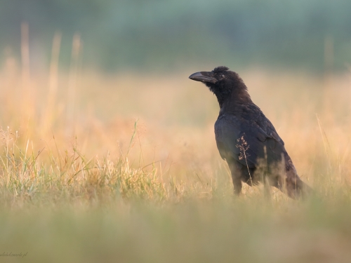 Kruk (ang. Common Raven, łac. Corvus corax) - 3033- Fotografia Przyrodnicza - WlodekSmardz.pl