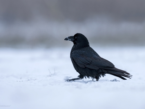 Kruk (ang. Common Raven, łac. Corvus corax) - 4069- Fotografia Przyrodnicza - WlodekSmardz.pl