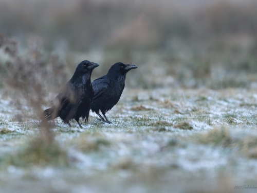 Kruk (ang. Common Raven, łac. Corvus corax) - 0496- Fotografia Przyrodnicza - WlodekSmardz.pl