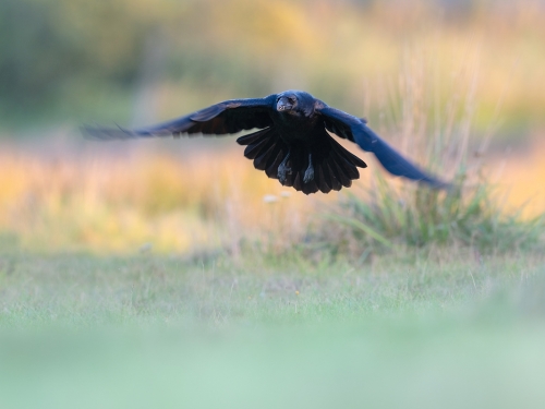 Kruk (ang. Common Raven, łac. Corvus corax) - 6581- Fotografia Przyrodnicza - WlodekSmardz.pl