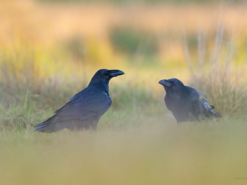 Kruk (ang. Common Raven, łac. Corvus corax) - 6618- Fotografia Przyrodnicza - WlodekSmardz.pl