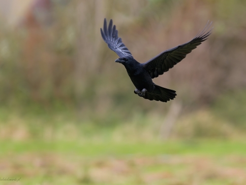 Kruk (ang. Common Raven, łac. Corvus corax) - 1955- Fotografia Przyrodnicza - WlodekSmardz.pl