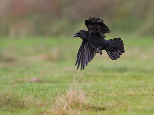Kruk (ang. Common Raven, łac. Corvus corax) - 1917- Fotografia Przyrodnicza - WlodekSmardz.pl