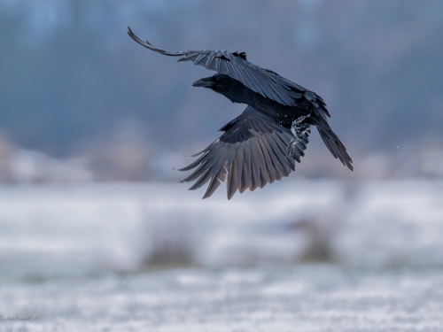 Kruk (ang. Common Raven, łac. Corvus corax) - 5530- Fotografia Przyrodnicza - WlodekSmardz.pl