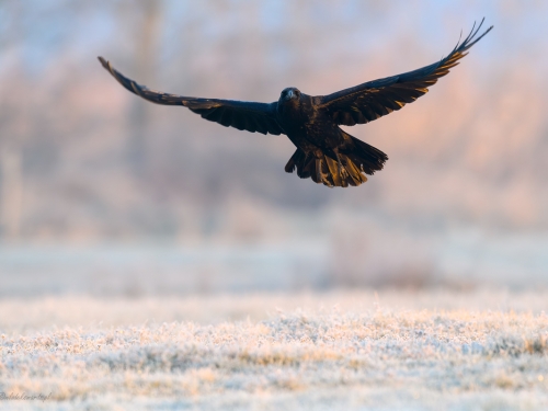 Kruk (ang. Common Raven, łac. Corvus corax) - 5885- Fotografia Przyrodnicza - WlodekSmardz.pl