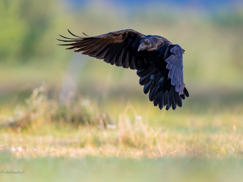 Kruk (ang. Common Raven, łac. Corvus corax) - 2958- Fotografia Przyrodnicza - WlodekSmardz.pl