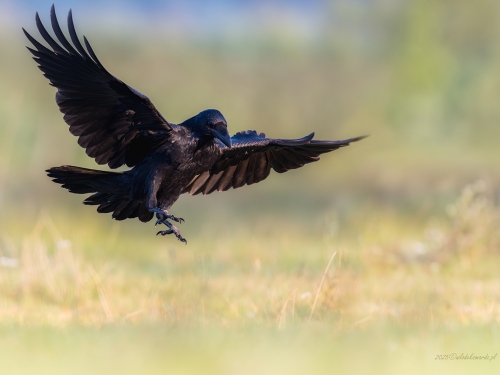 Kruk (ang. Common Raven, łac. Corvus corax) - 29967- Fotografia Przyrodnicza - WlodekSmardz.pl