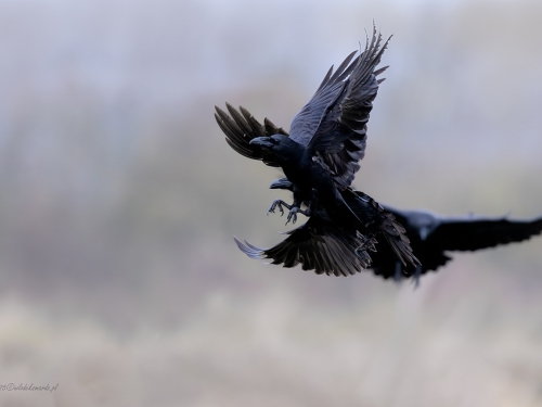 Kruk (ang. Common Raven, łac. Corvus corax) - 2989- Fotografia Przyrodnicza - WlodekSmardz.pl