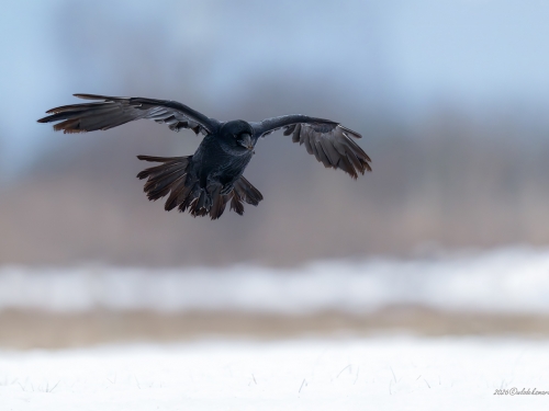 Kruk- Fotografia Przyrodnicza - WlodekSmardz.pl