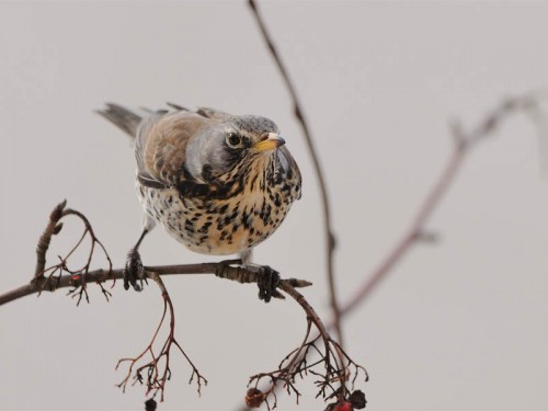 Kwiczoł (ang. Fieldfare, łac. Turdus pilaris)- Fotografia Przyrodnicza - WlodekSmardz.pl