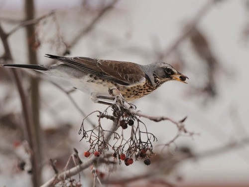 Kwiczoł (ang. Fieldfare, łac. Turdus pilaris)- Fotografia Przyrodnicza - WlodekSmardz.pl