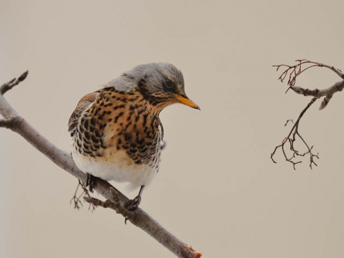 Kwiczoł (ang. Fieldfare, łac. Turdus pilaris)- Fotografia Przyrodnicza - WlodekSmardz.pl