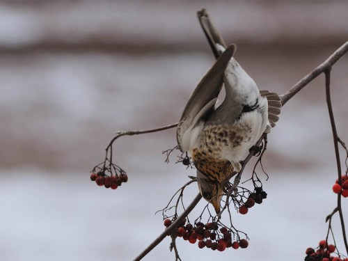 Kwiczoł (ang. Fieldfare, łac. Turdus pilaris)- Fotografia Przyrodnicza - WlodekSmardz.pl