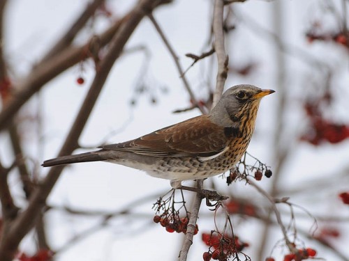 Kwiczoł (ang. Fieldfare, łac. Turdus pilaris)- Fotografia Przyrodnicza - WlodekSmardz.pl