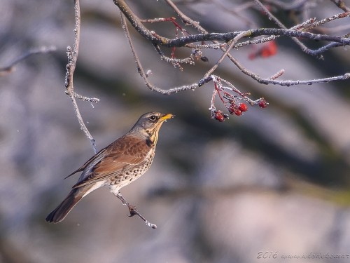 Kwiczoł (ang. Fieldfare, łac. Turdus pilaris) - 2975_2- Fotografia Przyrodnicza - WlodekSmardz.pl