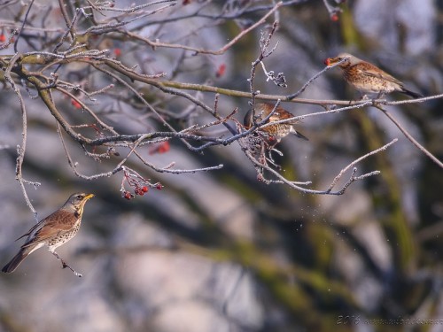 Kwiczoł (ang. Fieldfare, łac. Turdus pilaris) - 2975- Fotografia Przyrodnicza - WlodekSmardz.pl