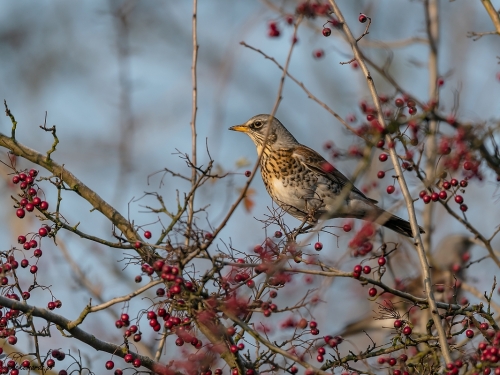 Kwiczoł (ang. Fieldfare, łac. Turdus pilaris) - 5318- Fotografia Przyrodnicza - WlodekSmardz.pl