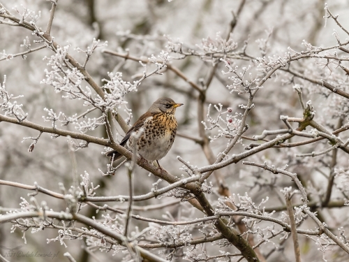 Kwiczoł (ang. Fieldfare, łac. Turdus pilaris) - 5991- Fotografia Przyrodnicza - WlodekSmardz.pl