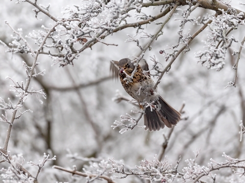 Kwiczoł (ang. Fieldfare, łac. Turdus pilaris) - 6018- Fotografia Przyrodnicza - WlodekSmardz.pl