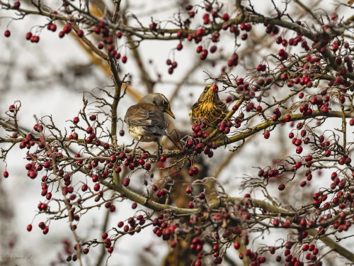 Kwiczoł (ang. Fieldfare, łac. Turdus pilaris) - 6425- Fotografia Przyrodnicza - WlodekSmardz.pl