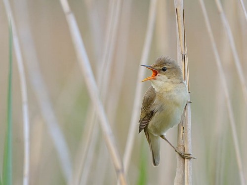 Łozówka (ang. Marsh Warbler, łac. Acrocephalus palustris)- Fotografia Przyrodnicza - WlodekSmardz.pl