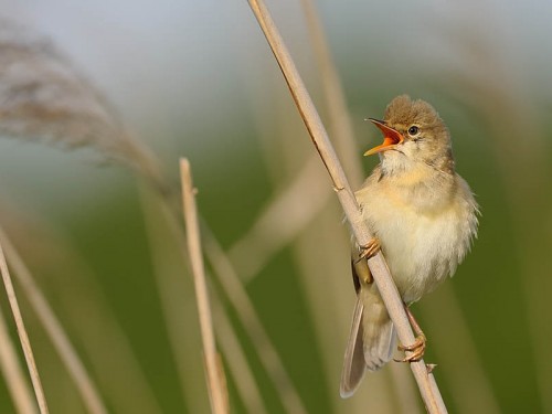 Łozówka (ang. Marsh Warbler, łac. Acrocephalus palustris)- Fotografia Przyrodnicza - WlodekSmardz.pl