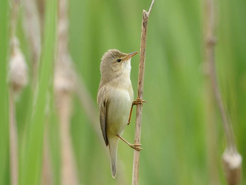 Łozówka (ang. Marsh Warbler, łac. Acrocephalus palustris)- Fotografia Przyrodnicza - WlodekSmardz.pl