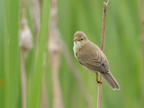 Łozówka (ang. Marsh Warbler, łac. Acrocephalus palustris)- Fotografia Przyrodnicza - WlodekSmardz.pl