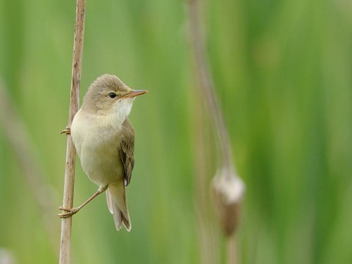 Łozówka (ang. Marsh Warbler, łac. Acrocephalus palustris)- Fotografia Przyrodnicza - WlodekSmardz.pl