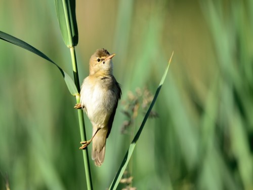 Łozówka (ang. Marsh Warbler, łac. Acrocephalus palustris) - 0289- Fotografia Przyrodnicza - WlodekSmardz.pl