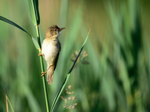 Łozówka (ang. Marsh Warbler, łac. Acrocephalus palustris) - 0290- Fotografia Przyrodnicza - WlodekSmardz.pl