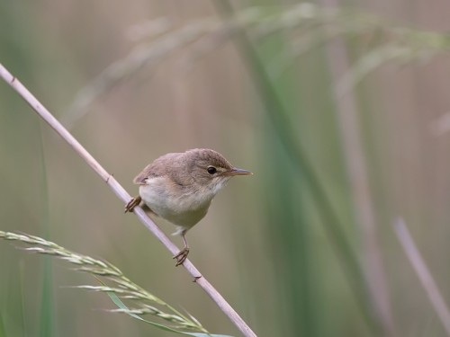 Łozówka (ang. Marsh Warbler, łac. Acrocephalus palustris) - 6040- Fotografia Przyrodnicza - WlodekSmardz.pl