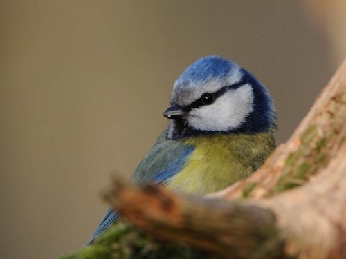 Modraszka (ang. European blue tit, łac. Cyanistes caeruleus)- Fotografia Przyrodnicza - WlodekSmardz.pl