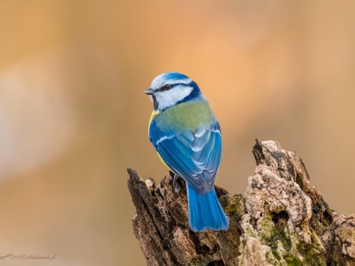 Modraszka (ang. European blue tit, łac. Cyanistes caeruleus)- 0506 - Fotografia Przyrodnicza - WlodekSmardz.pl