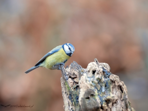 Modraszka (ang. European blue tit, łac. Cyanistes caeruleus)- 2865 - Fotografia Przyrodnicza - WlodekSmardz.pl