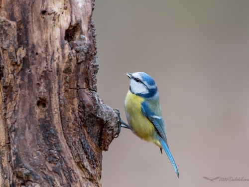 Modraszka (ang. European blue tit, łac. Cyanistes caeruleus)- 7438 - Fotografia Przyrodnicza - WlodekSmardz.pl