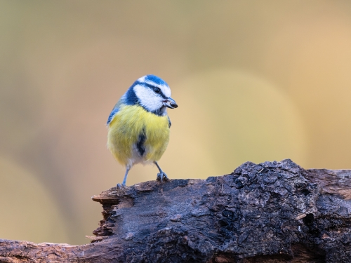 Modraszka (ang. European blue tit, łac. Cyanistes caeruleus)- 4321 - Fotografia Przyrodnicza - WlodekSmardz.pl