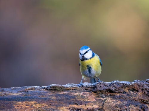 Modraszka (ang. European blue tit, łac. Cyanistes caeruleus)- 9075 - Fotografia Przyrodnicza - WlodekSmardz.pl