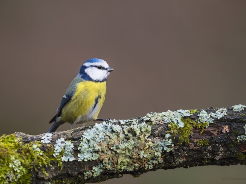 Modraszka (ang. European blue tit, łac. Cyanistes caeruleus)- 3155 - Fotografia Przyrodnicza - WlodekSmardz.pl