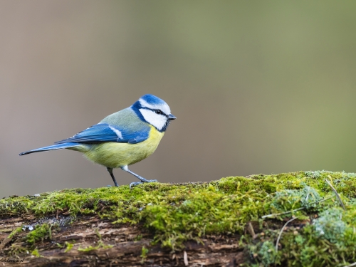 Modraszka (ang. European blue tit, łac. Cyanistes caeruleus) -2495 -  Fotografia Przyrodnicza - WlodekSmardz.pl- Fotografia Przyrodnicza - WlodekSmardz.pl