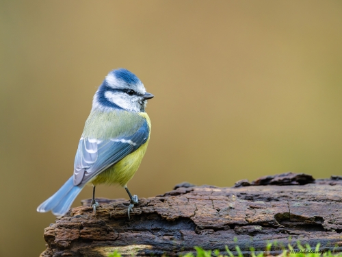 Modraszka (ang. European blue tit, łac. Cyanistes caeruleus)- 8200 - Fotografia Przyrodnicza - WlodekSmardz.pl