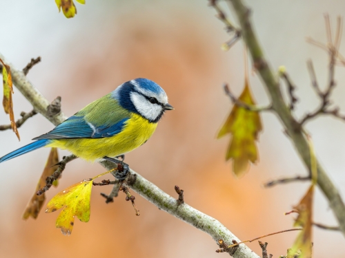 Modraszka (ang. European blue tit, łac. Cyanistes caeruleus)- 4981 - Fotografia Przyrodnicza - WlodekSmardz.pl