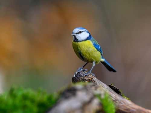 Modraszka (ang. European blue tit, łac. Cyanistes caeruleus)- 2650- Fotografia Przyrodnicza - WlodekSmardz.pl